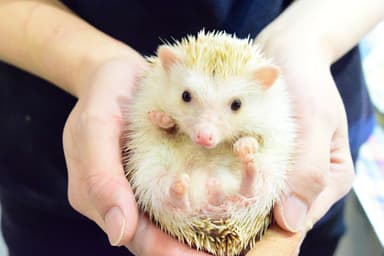 新アトラクション「あにまるらんど」
