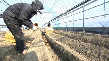 栽培から販売まで行う6次産業企業