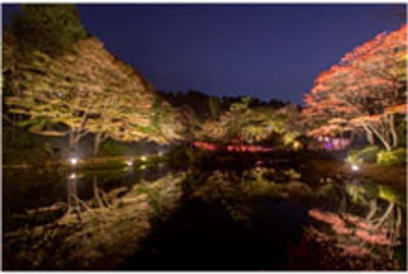 ライトアップされた紅葉とアートを楽しむ
六甲高山植物園　夜の紅葉散策
10月20日(金)～11月12日(日)開催！