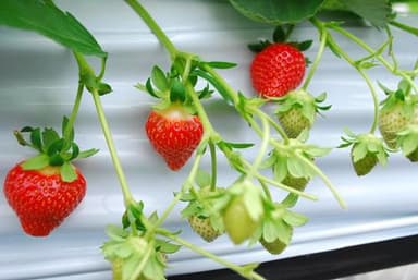 栽培中の夏採りイチゴ