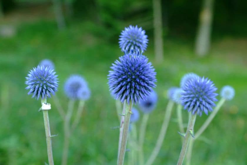 六甲高山植物園　絶滅が危惧される貴重な花
ヒゴタイが見頃を迎えました！