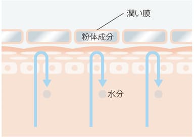 パウダー密着肌図イメージ