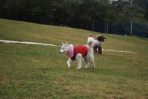 前期ドッグラン開催時の様子