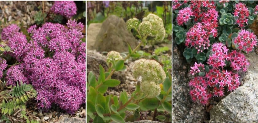 六甲高山植物園　秋に咲く数少ない高山植物
様々な「ミセバヤ」が見頃を迎えました！