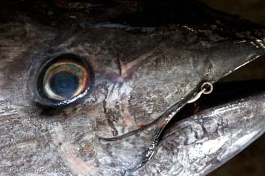 漁獲された太平洋クロマグロ