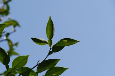 国造ゆずの葉2