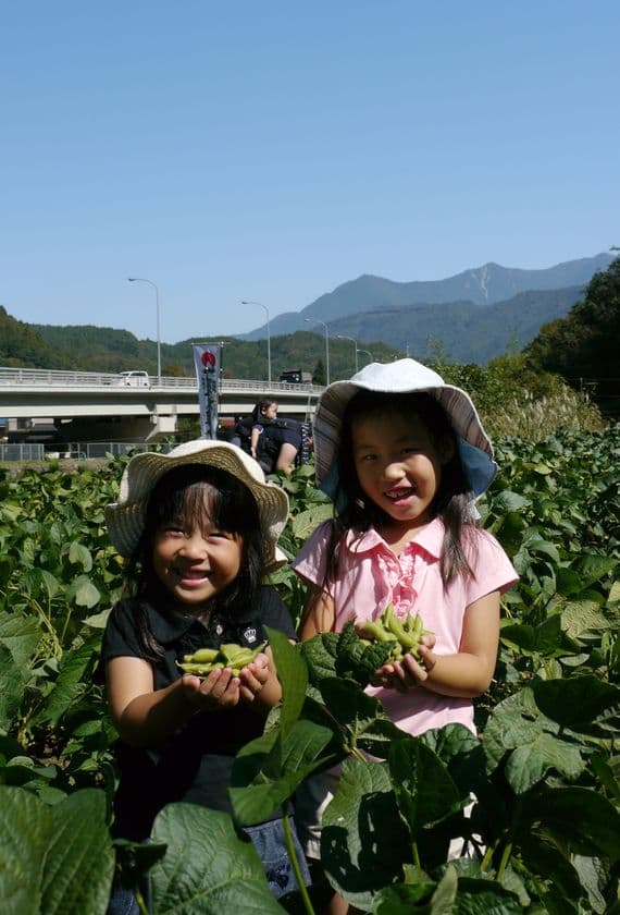 収穫期は年に数日！山梨で「幻の大豆」の枝豆を収穫体験！
10月上旬より「身延のあけぼの大豆産地フェア」を開催
地域特産品の認知拡大を目指す
