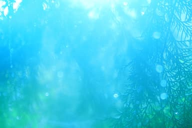 熊野古道はとっても雨が多い場所。(展示写真)