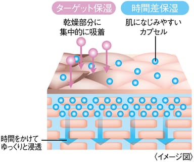 W保湿機能肌図イメージ