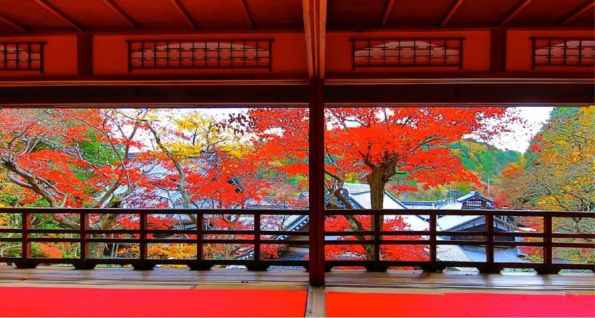 京都・柳谷観音で紅葉イベントを11月11日より開催　
菊ともみじの限定御朱印や上書院におけるアート展示を実施