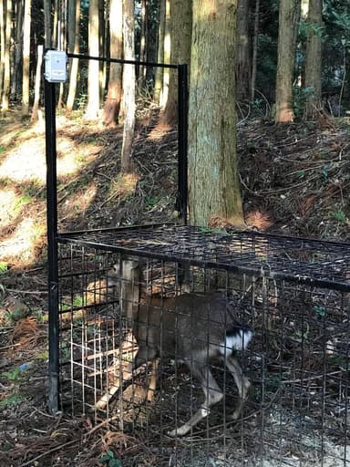 オリワナ通信：岐阜県 シカ捕獲