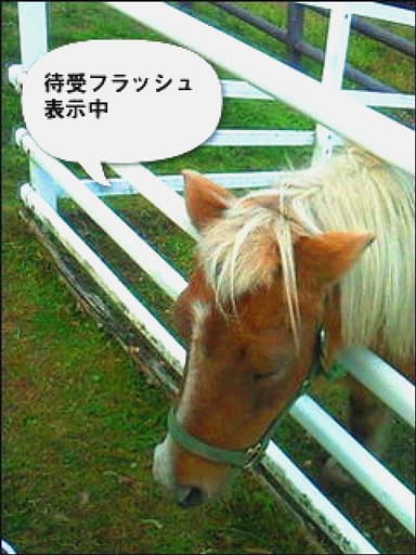 フォトポケ画面