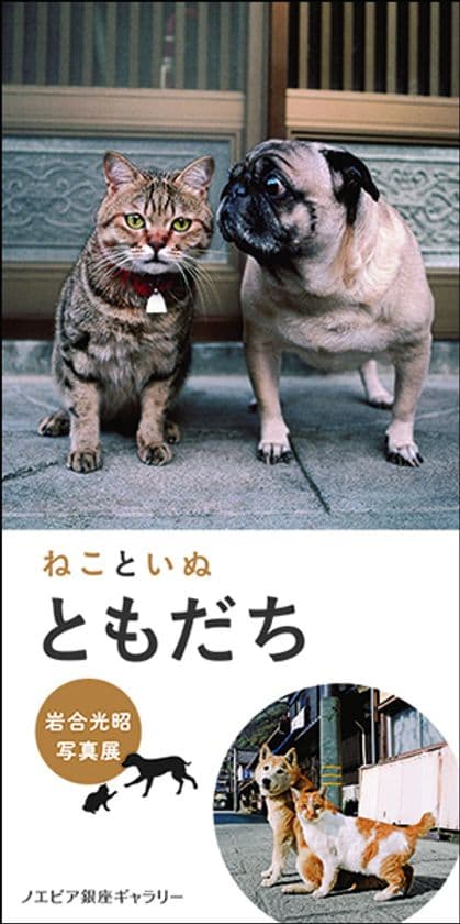 【ノエビア銀座ギャラリー】
岩合光昭写真展
「ねこといぬ ともだち」開催