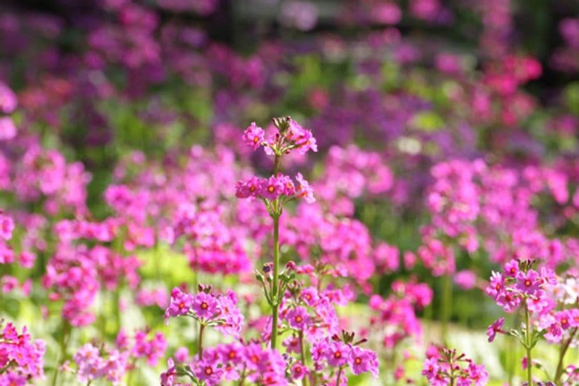 六甲高山植物園　85周年記念
クリンソウの湿生区がリニューアル！