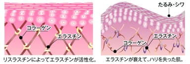 肌内部のイメージ
