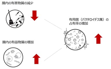 小麦ブラン摂取による腸内環境改善のイメージ