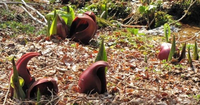 六甲高山植物園　麗らかな春の訪れ
～ザゼンソウ・セツブンソウが見頃を迎えました～