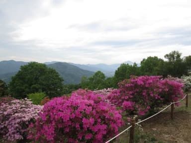 宝登山 山頂からの景色