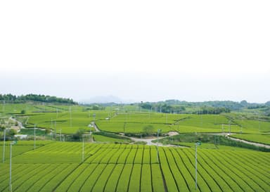 茶畑風景1