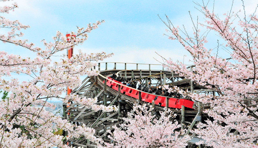 ひらパーの桜３００本 まもなく開花
アトラクションからの“お花見”を
楽しめるのは遊園地ならでは