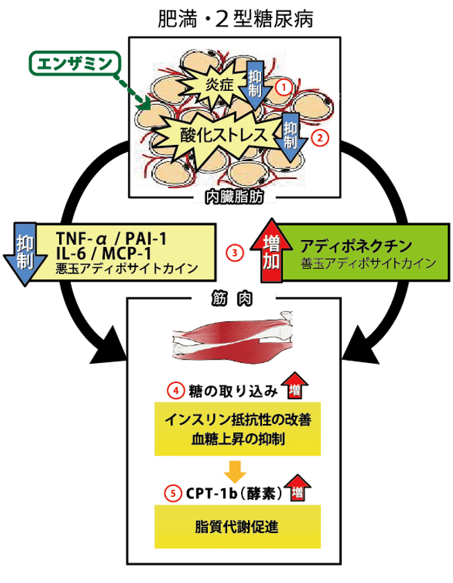 メタボ予防効果で特許を取得！発酵素材「エンザミン」