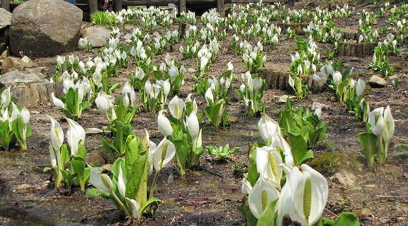 六甲高山植物園 ～春を告げる白い妖精～
「ミズバショウ」の群落が見頃を迎えました！
