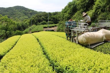 白葉茶の摘採風景
