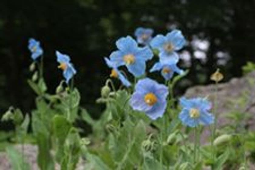 六甲高山植物園　開園85周年特別企画
「ヒマラヤの秘境に咲く花々～青いケシと真紅のシャクナゲ～」
4月28日(土)～6月24日(日)開催