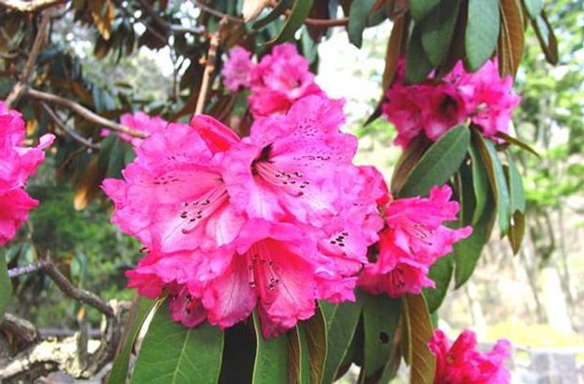 六甲高山植物園　ヒマラヤに咲く紅いシャクナゲ
～ロードデンドロン・アルボレウムが咲き始めました～