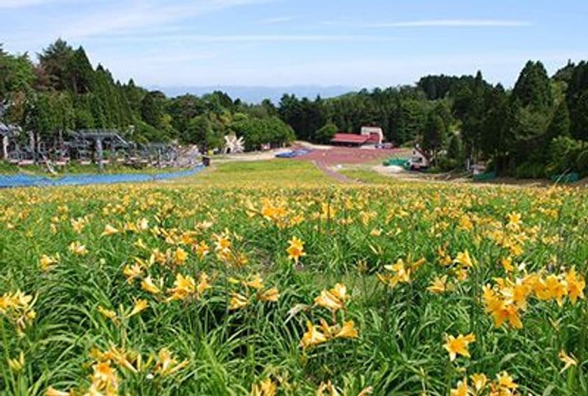 六甲山カンツリーハウス
約27,000株の「ニッコウキスゲの大群落！」
5月26日（土）～ 関西随一の規模で本格OPEN！