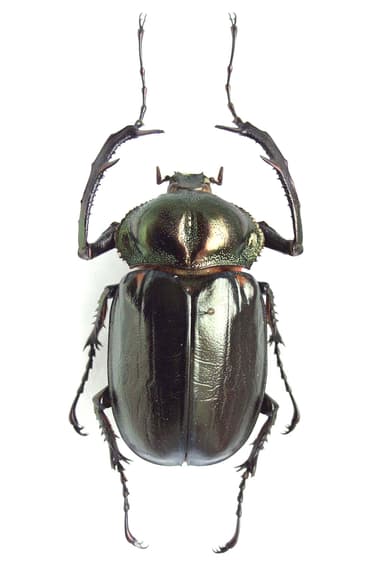 ヤンバルテナガコガネ (c)国立科学博物館