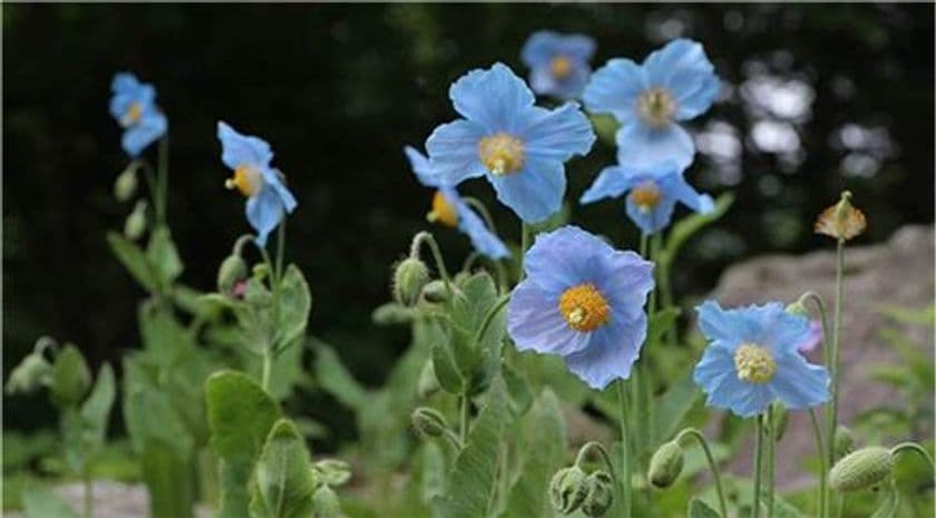 六甲高山植物園　秘境に咲く神秘の花
「ヒマラヤの青いケシ」が見頃を迎えました！