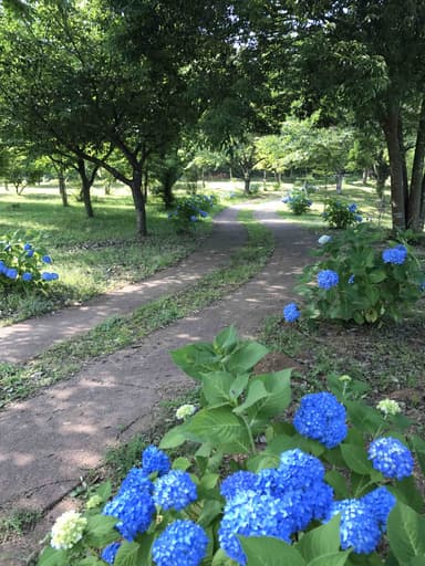 墓苑沿道の紫陽花
