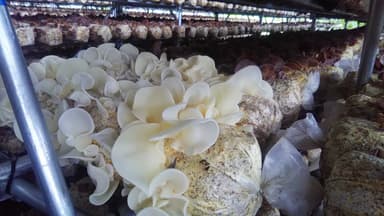 白色のアラゲキクラゲも量産可能。美容食材としても注目が集まる