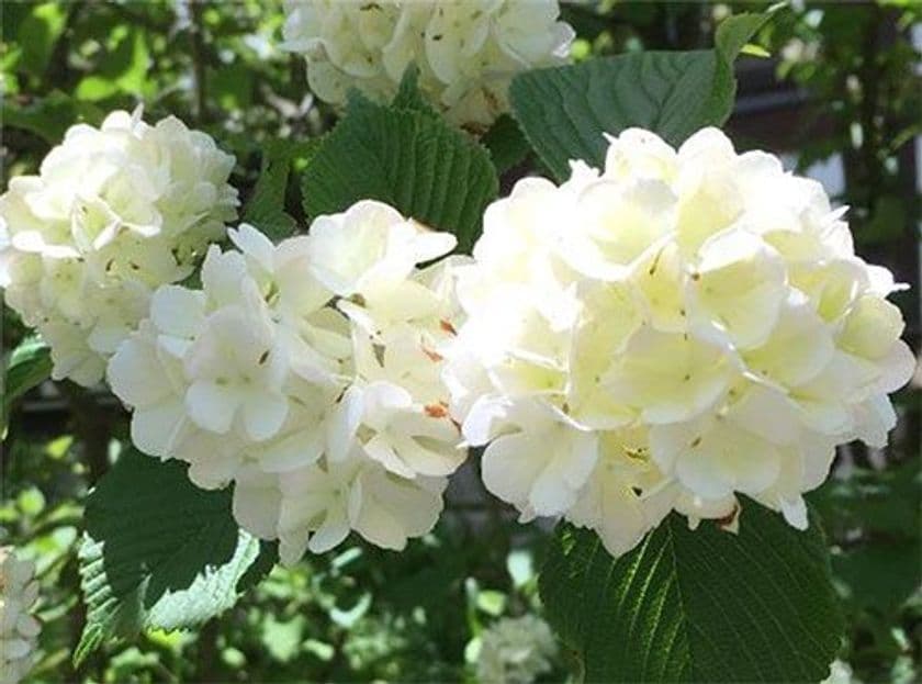 六甲オルゴールミュージアム 
「オオデマリ」が見頃を迎えています！
～可憐に咲く花々と共に優雅なティータイムを～