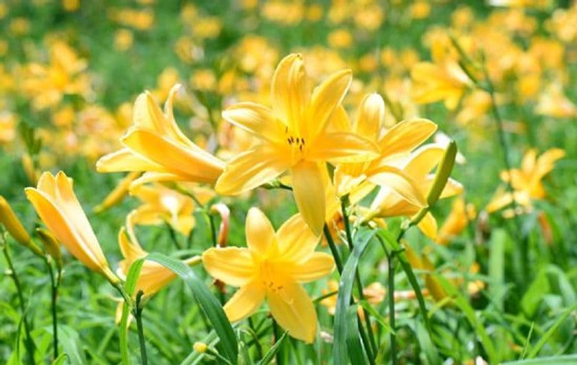 六甲高山植物園
夏の高原を彩る花　ニッコウキスゲが見頃を迎えました！