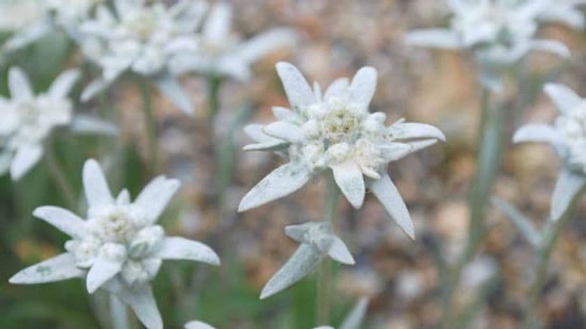 六甲高山植物園　ヨーロッパアルプスに咲く憧れの花
「エーデルワイス」が見頃を迎えました！