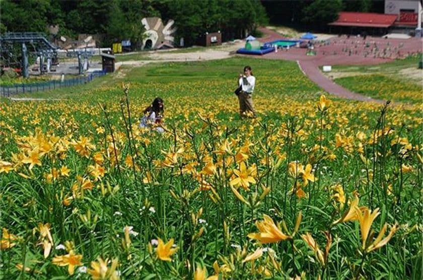 六甲山カンツリーハウス
約27,000株の「ニッコウキスゲの大群落」
ただ今見ごろ！