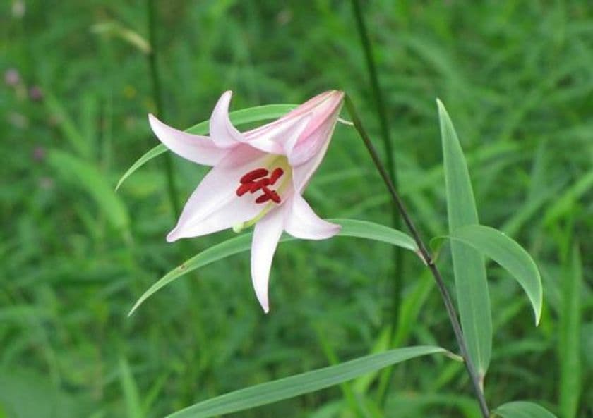 六甲高山植物園
淡いピンクの上品な花　ササユリが咲きました！