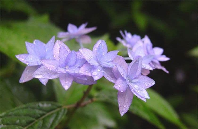 六甲高山植物園
シーボルトが紹介した幻のアジサイ シチダンカが見頃を迎えました！