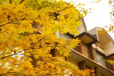 【奥入瀬】テラス側全景 (2)