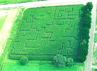 5000m2のとうもろこし畑
