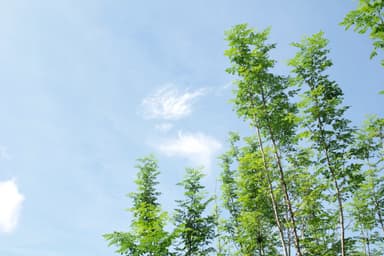 モリンガの木