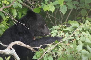 【ピッキオ】天高くクマ肥ゆる秋（ヤマグワの実を食べるツキノワグマ）