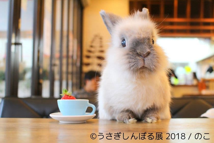 モフモフうさぎ秋の新作も公開！3周年目に突入の
「うさぎしんぼる展」を名古屋にて10月5日～21日開催決定