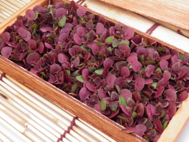 江戸東京野菜「足立のつまもの(むら芽)」