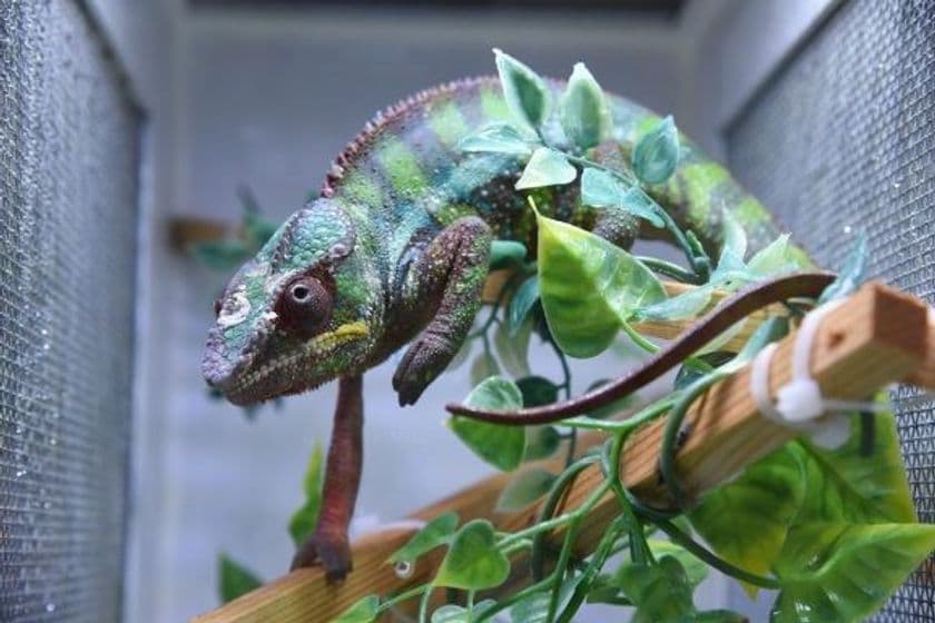 爬虫類・小動物の展示即売会「ナゴヤレプタイルズワールド2018」
名古屋吹上ホールにて9月22日(土)・23日(日)開催