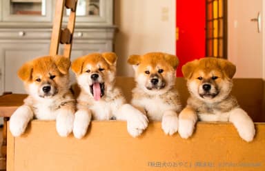 秋田犬のおやこ（翔泳社）_掲載写真6