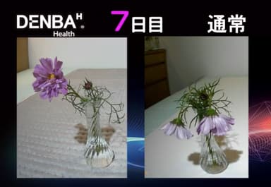 DENBA health 鮮度保持比較　花7日目