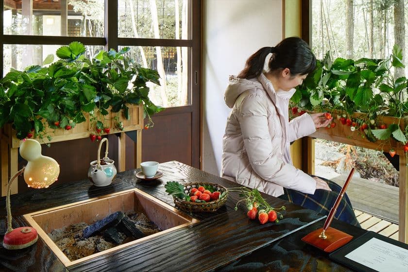 星野リゾート　界　
温泉旅館でいちごを存分に味わう　「いちご滞在」登場
【実施期間】2018年12月1日～2019年2月28日
【対象施設】界 川治、界 鬼怒川、界 日光